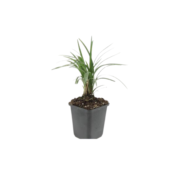 Lilientraube ‚Moneymaker' – Liriope muscari – Ansicht 6