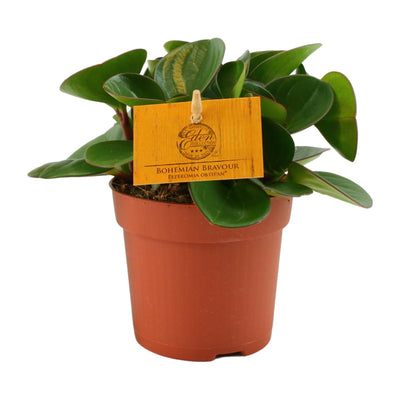 Zwergpfeffer – Peperomia obtusifolia
