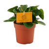 Zwergpfeffer – Peperomia obtusifolia
