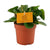 Zwergpfeffer – Peperomia obtusifolia