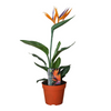 Paradiesvogelblume – Strelitzia reginae