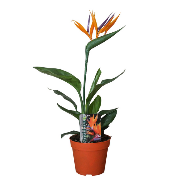 Paradiesvogelblume – Strelitzia reginae