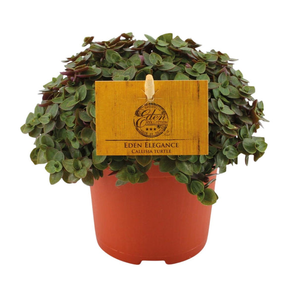 Schildkrötenpflanze ‚Turtle' – Callisia repens