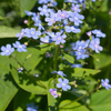 Kaukasus-Vergissmeinnicht – Brunnera macrophylla – Ansicht 4