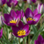 Tulpe ‚Persian Pearl' – Tulipa – 25 Stück