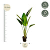 Baumstrelitzie – Strelitzia augusta – Ansicht 2