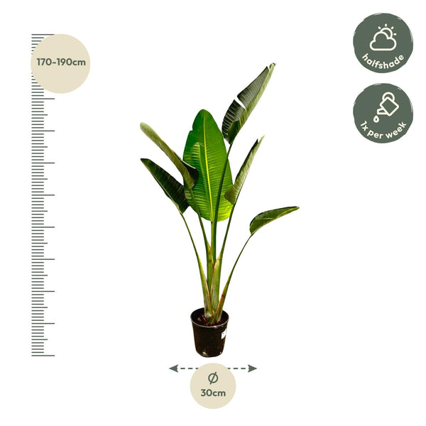 Baumstrelitzie – Strelitzia augusta – Ansicht 2