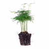 Zierspargel – Asparagus setaceus – Ansicht 7