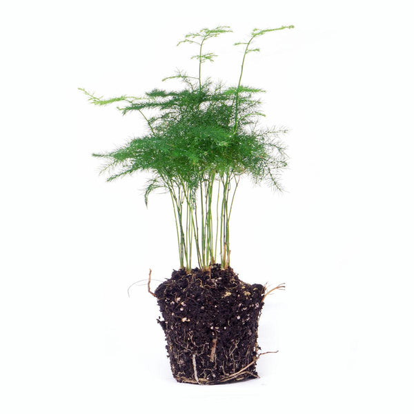 Zierspargel – Asparagus setaceus – Ansicht 7
