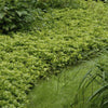 Dickmännchen ‚Green Carpet' – Pachysandra terminalis – Ansicht 5