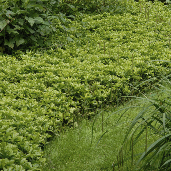 Dickmännchen ‚Green Carpet' – Pachysandra terminalis – Ansicht 5