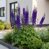 Rittersporn ‚Black Knight' – Delphinium x cultorum – Ansicht 6