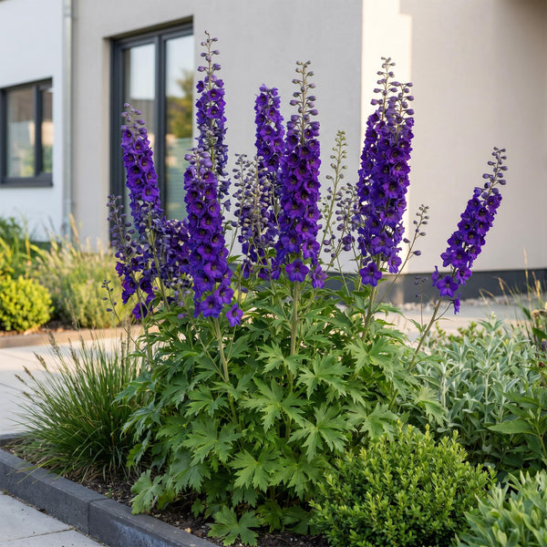 Rittersporn ‚Black Knight' – Delphinium x cultorum – Ansicht 6