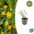 Johanniskraut ‚Peter Dummer' – Hypericum × dummeri – 6 Stück