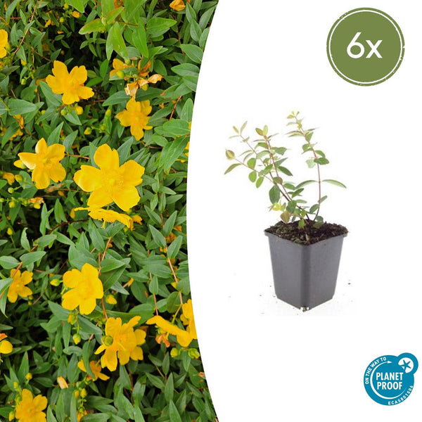 Johanniskraut ‚Peter Dummer' – Hypericum × dummeri – 6 Stück