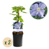 Waldrebe ‚Blue Angel' – Clematis