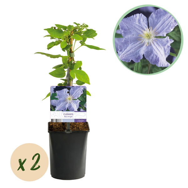 Waldrebe ‚Blue Angel' – Clematis