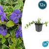 Kleines Immergrün ‚Argenteovariegata' – Vinca minor