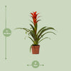 Guzmanie ‚Ostara' – Guzmania – Ansicht 2