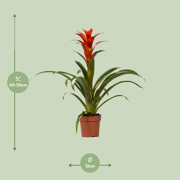 Guzmanie ‚Ostara' – Guzmania – Ansicht 2