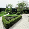 Buchsbaum – Buxus sempervirens – Ansicht 3