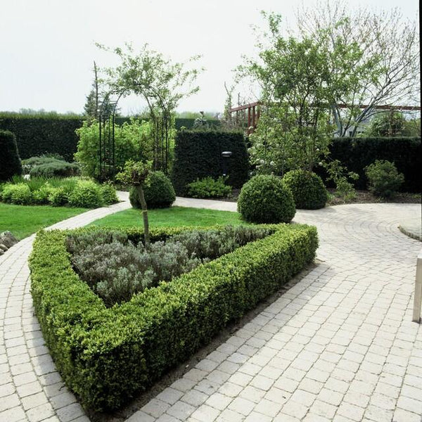Buchsbaum – Buxus sempervirens – Ansicht 3