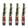 Feuerdorn ‚Orange Glow' – Pyracantha