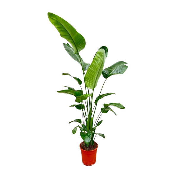 Baumstrelitzie – Strelitzia nicolai