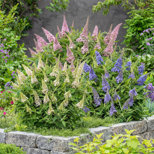 Schmetterlingsstrauch ‚Butterfly Candy Little Tricolour' – Buddleja davidii – Ansicht 5