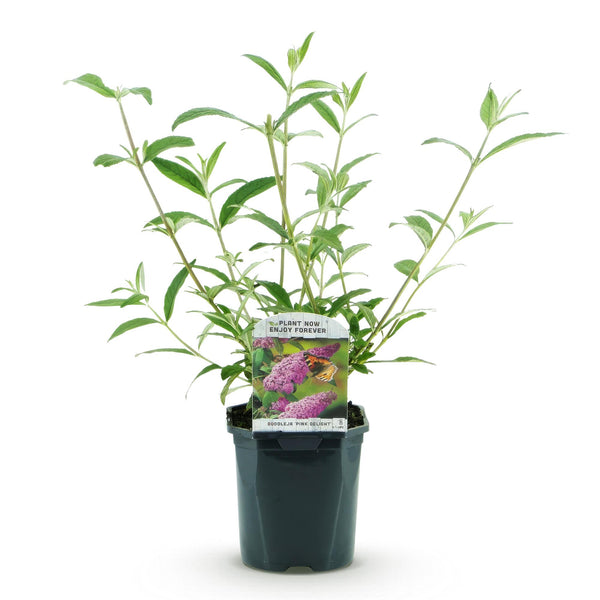 Schmetterlingsstrauch ‚Pink Delight' – Buddleja davidii – Ansicht 2