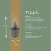 Diamant-Reitgras – Calamagrostis brachytricha – Ansicht 5