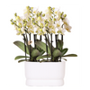 Orchideen-Set „Diabolo Twin White" – 2 Phalaenopsis ‚Lausanne'
