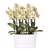 Orchideen-Set „Diabolo Twin White" – 2 Phalaenopsis ‚Lausanne'