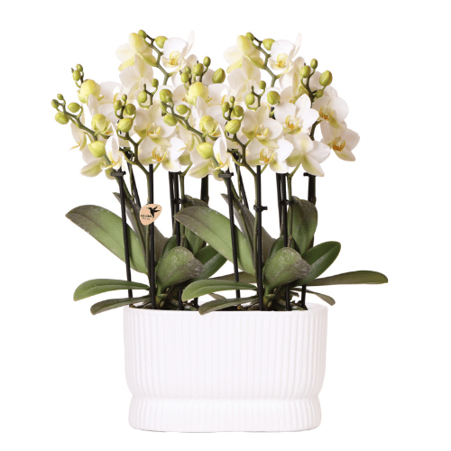 Orchideen-Set „Diabolo Twin White" – 2 Phalaenopsis ‚Lausanne'