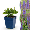 Steppensalbei ‚Sensation Deep Blue' – Salvia nemorosa