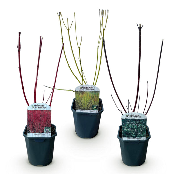 Weißer Hartriegel ‚Tricolour' – Cornus alba – Ansicht 2