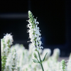 Steppensalbei ‚Schneehügel' – Salvia nemorosa – Ansicht 8
