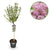 Zwergflieder ‚Palibin' – Syringa meyeri