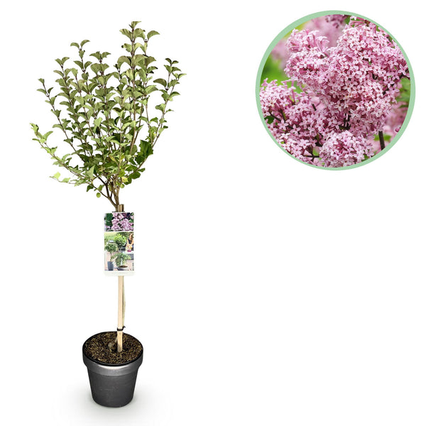 Zwergflieder ‚Palibin' – Syringa meyeri
