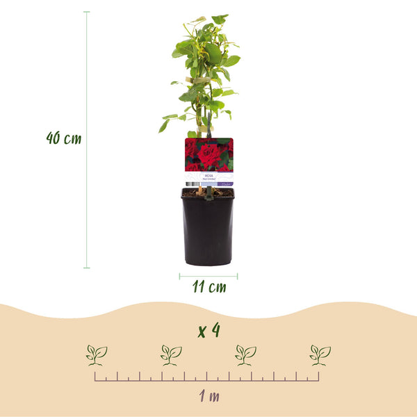 Kletterrose ‚Red Climber' – Rosa – Ansicht 3