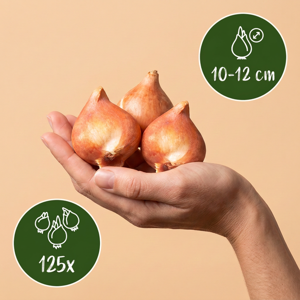 125x Bulbs From Holland - Bollen uit Holland - Diversen - Zomerbloeier - Bolmaat 10/12