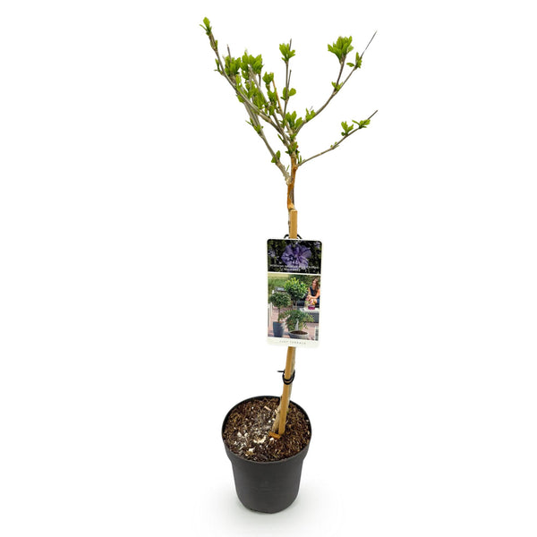 Garteneibisch Stämmchen ‚Blue Chiffon' – Hibiscus syriacus – Ansicht 2