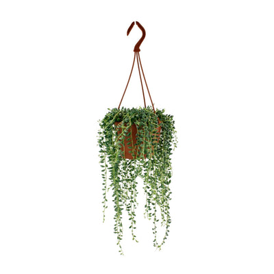 Erbsenpflanze – Senecio herreianus