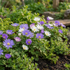 Strahlen-Anemone Mischung – Anemone blanda – Ansicht 2