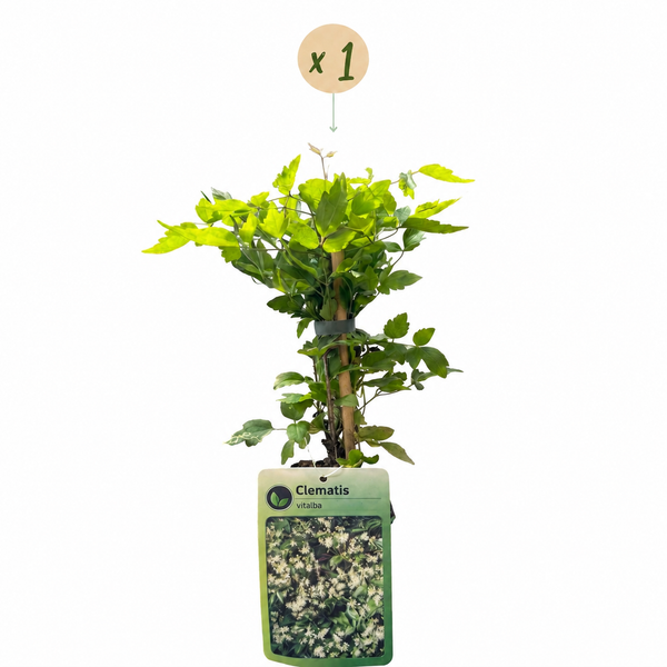 Gewöhnliche Waldrebe – Clematis vitalba – Ansicht 2