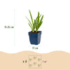 Schmucklilie Duo – Agapanthus – Ansicht 3