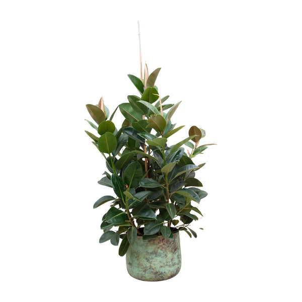 Gummibaum ‚Robusta' – Ficus elastica