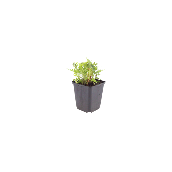 Gewöhnlicher Tüpfelfarn – Polypodium vulgare – Ansicht 2