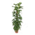 Monstera adansonii ‚Monkey Leaf' – Moosstab