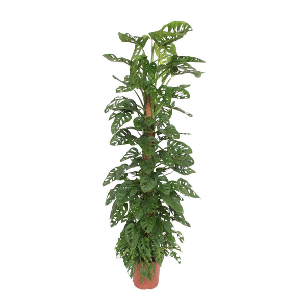 Monstera adansonii ‚Monkey Leaf' – Moosstab